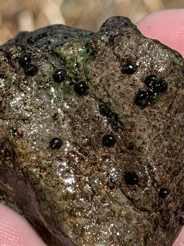 Median-gland Springsnail