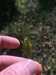 Mazus novaezeelandiae impolitus