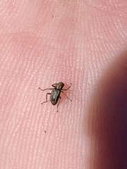 Stenelmis calida