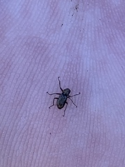 Stenelmis calida
