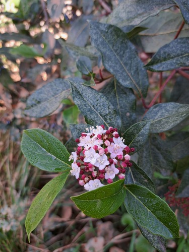 Foto de Laurustinus