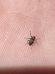 Stenelmis calida