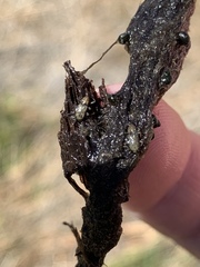Stenelmis calida