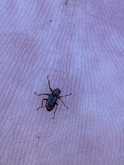 Stenelmis calida