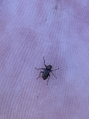 Stenelmis calida