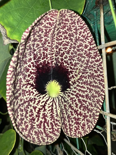 Aristolochia littoralis, 2023-12-26