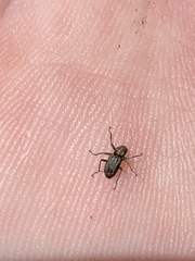 Stenelmis calida