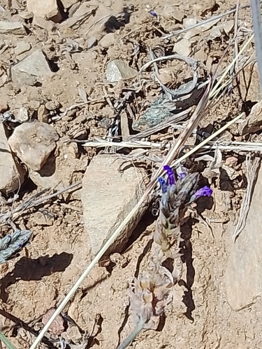 Foto de Lavanda