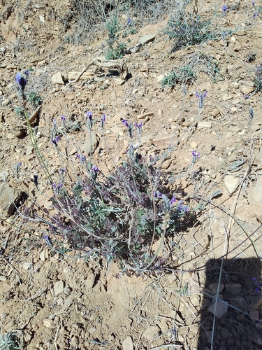 Foto de Lavanda