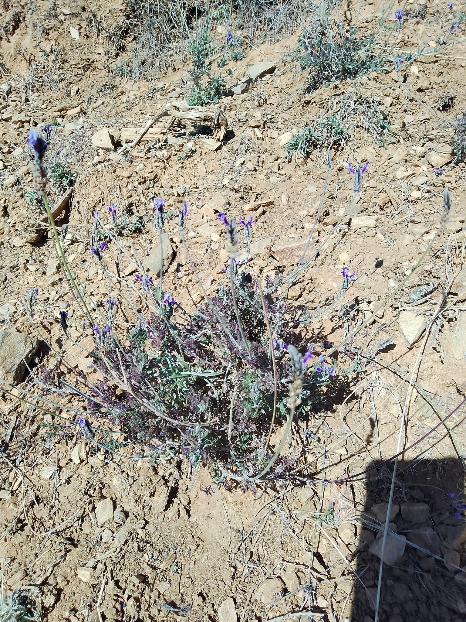 Imagem de Lavanda