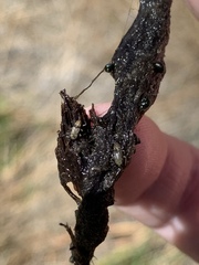 Stenelmis calida