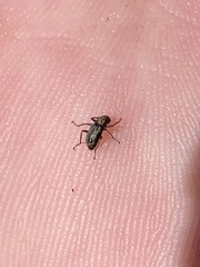 Stenelmis calida