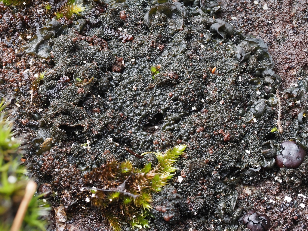 Amphibious Tarpaper Lichen