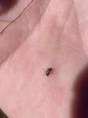 Stenelmis calida