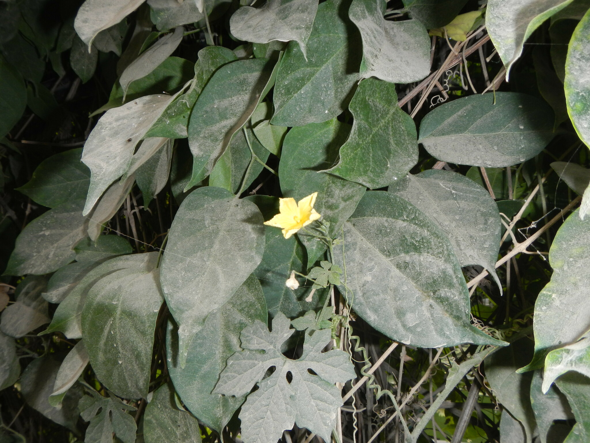 Imagem de Melão-de-são-caetano