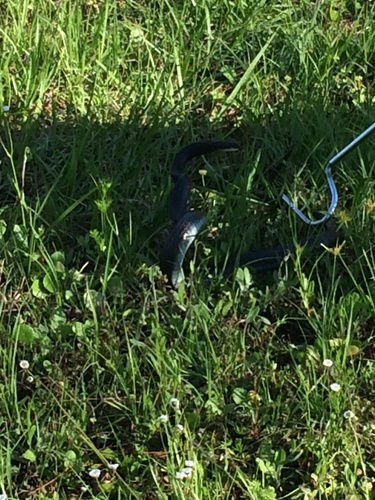 Coluber constrictor image