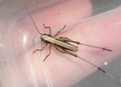 Decticita balli