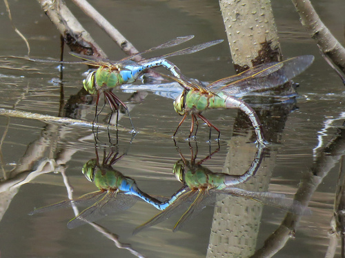 Common Green Darner photographed in Virginia