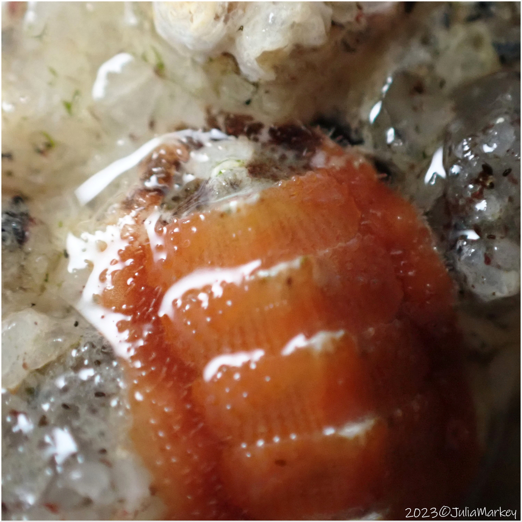 Gem Chiton