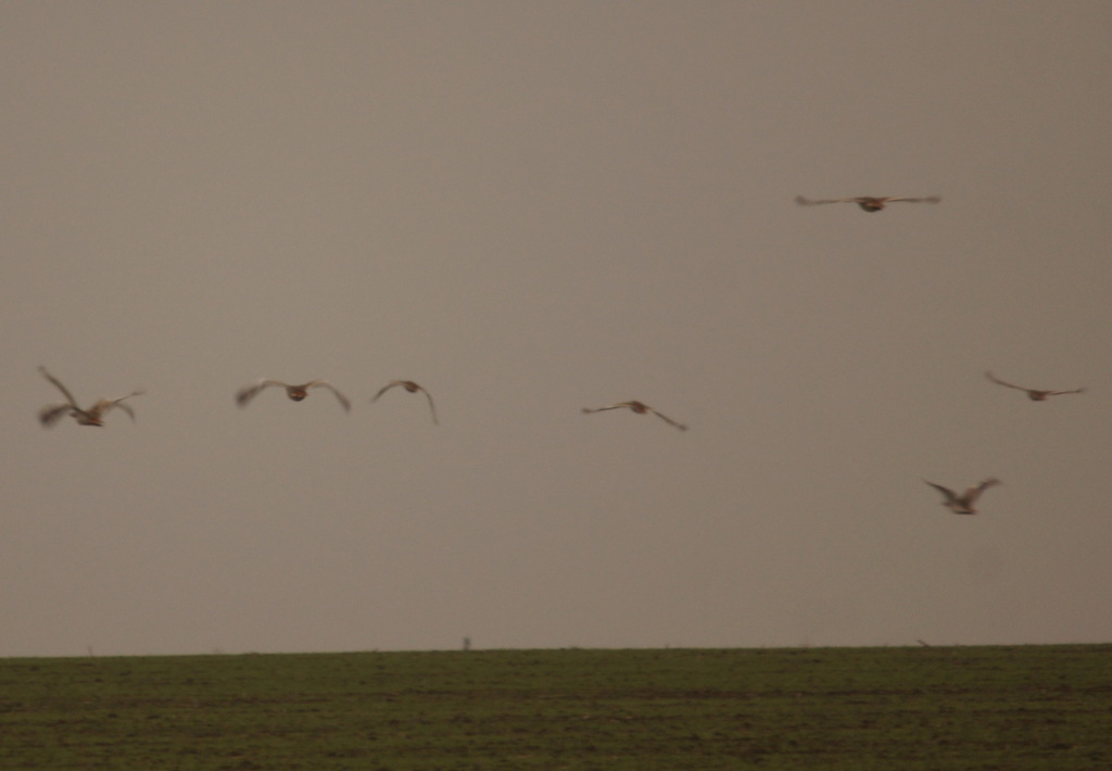 Great Bustard From On January 2 2024 By SIA INaturalist   Large 