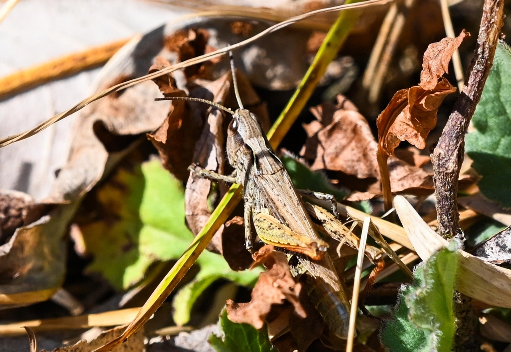 Chorthippus almoranus