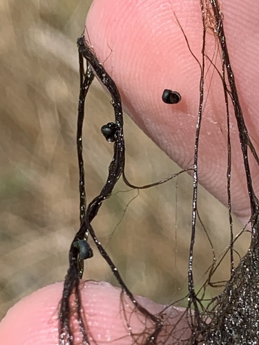 Median-gland Springsnail