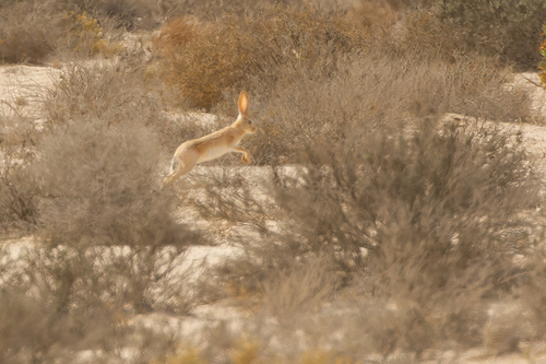 Cape Hare