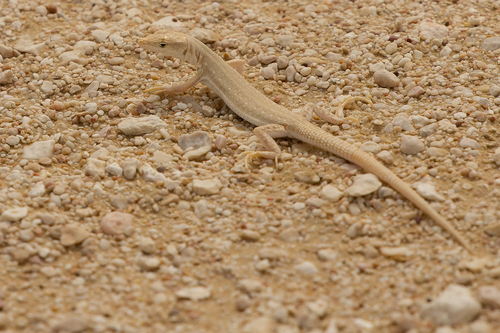Hadramawt Sand Lizard
