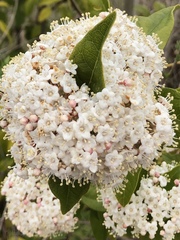 Viburnaceae