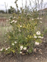 Viburnaceae