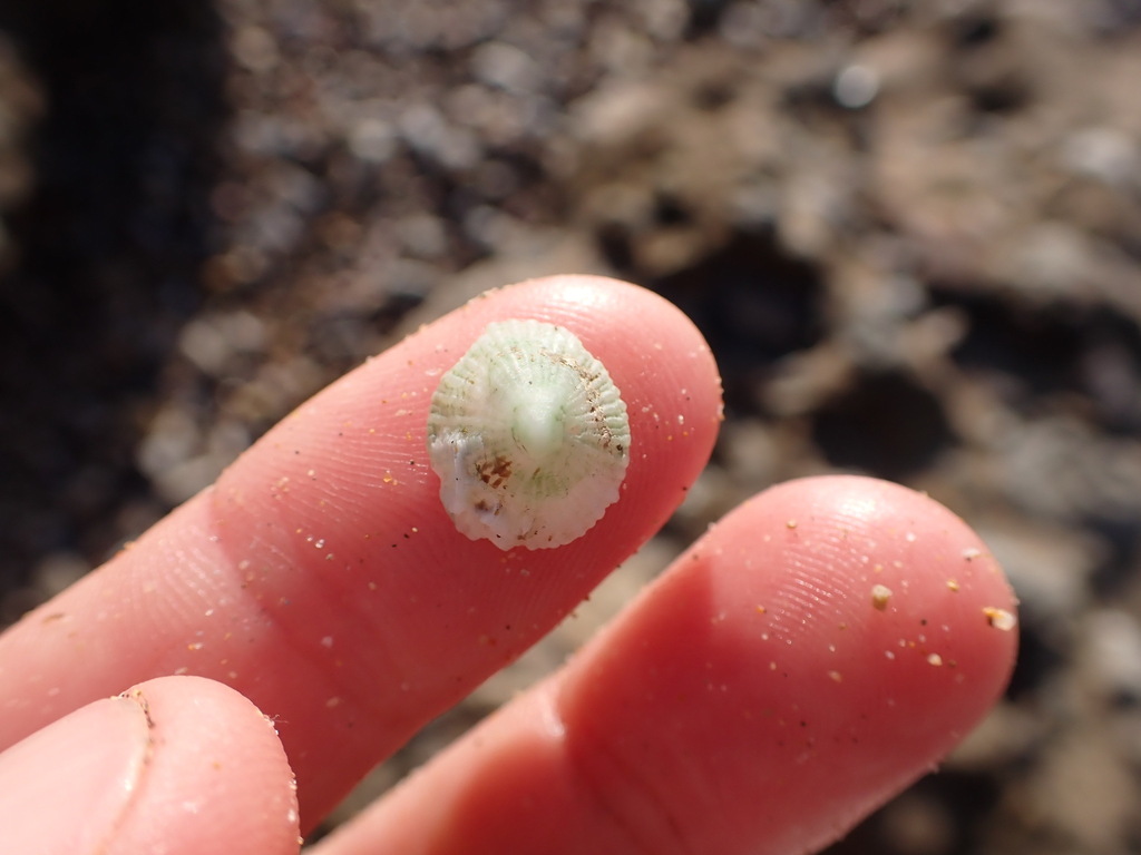 Trimusculus mammillaris