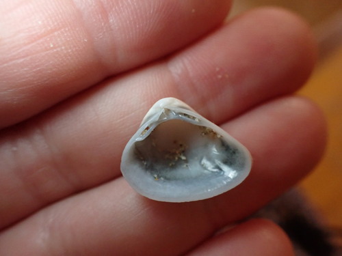Cut Trough Shell, photo 3 of 10