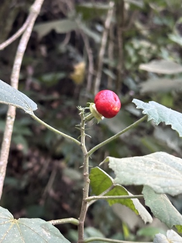 Foto de Malvavisco