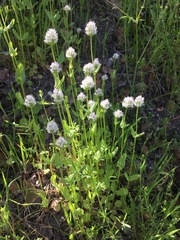 Plectritis macrocera