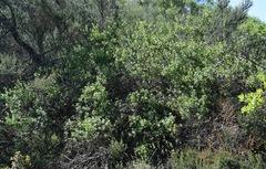 Lonicera subspicata denudata