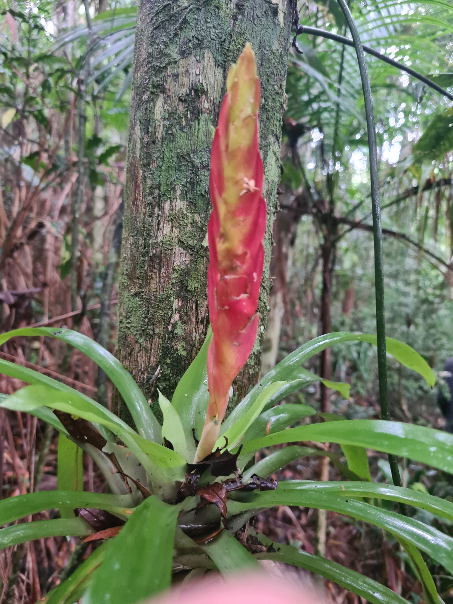 Vriesea incurvata