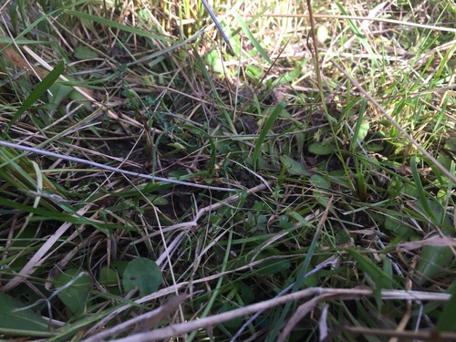 Mazus novaezeelandiae (Mazus novaezeelandiae)