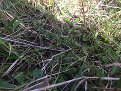 Mazus novaezeelandiae impolitus