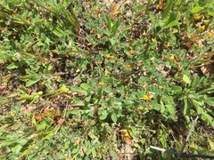 Acmispon wrangelianus