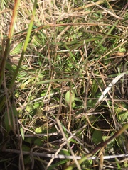Mazus novaezeelandiae impolitus