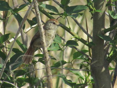 Thamnophilus ruficapillus