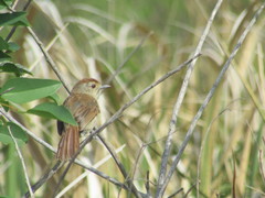 Thamnophilus ruficapillus