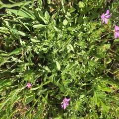Hesperevax sparsiflora