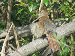 Thamnophilus ruficapillus