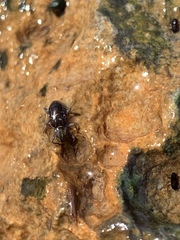 Stenelmis calida