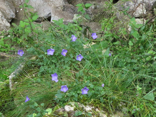 Image of Campanula carpatica by (c) Milan Chytrý, some rights reserved (CC BY)