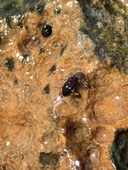 Stenelmis calida