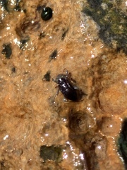 Stenelmis calida