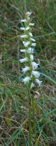 Image of Spiranthes ochroleuca by no rights reserved