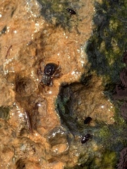 Stenelmis calida